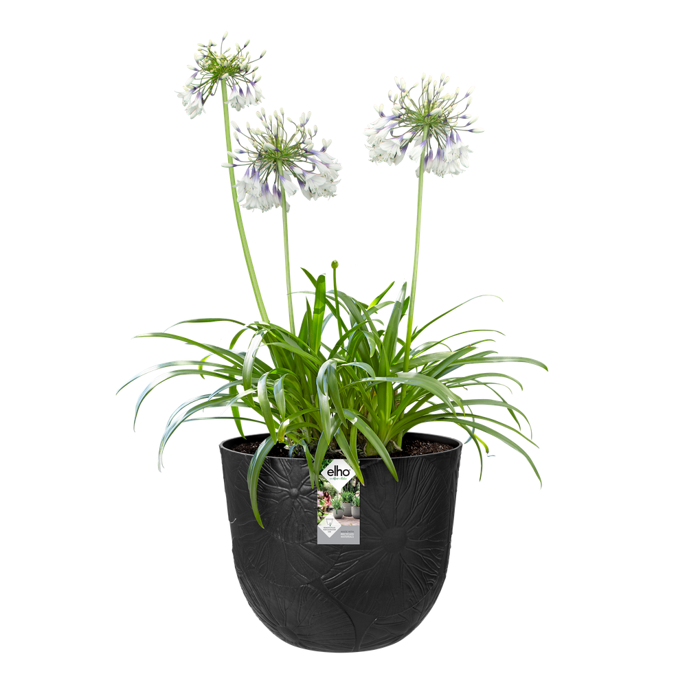 Fuente Lily Rond 38