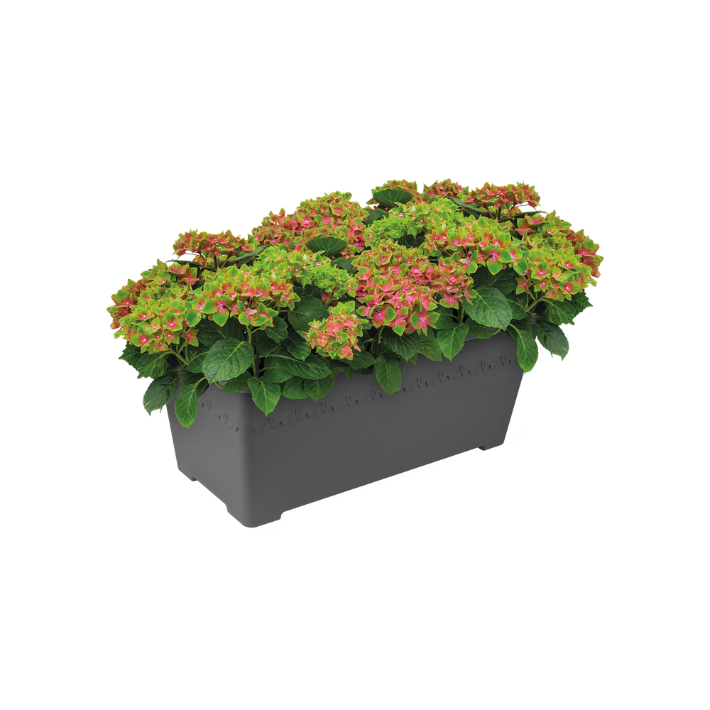 Algarve Terrace Wielen 80