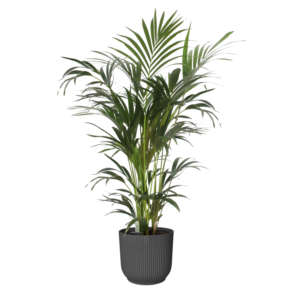 All-in-1 Brussel Rond 25 + Swi 24