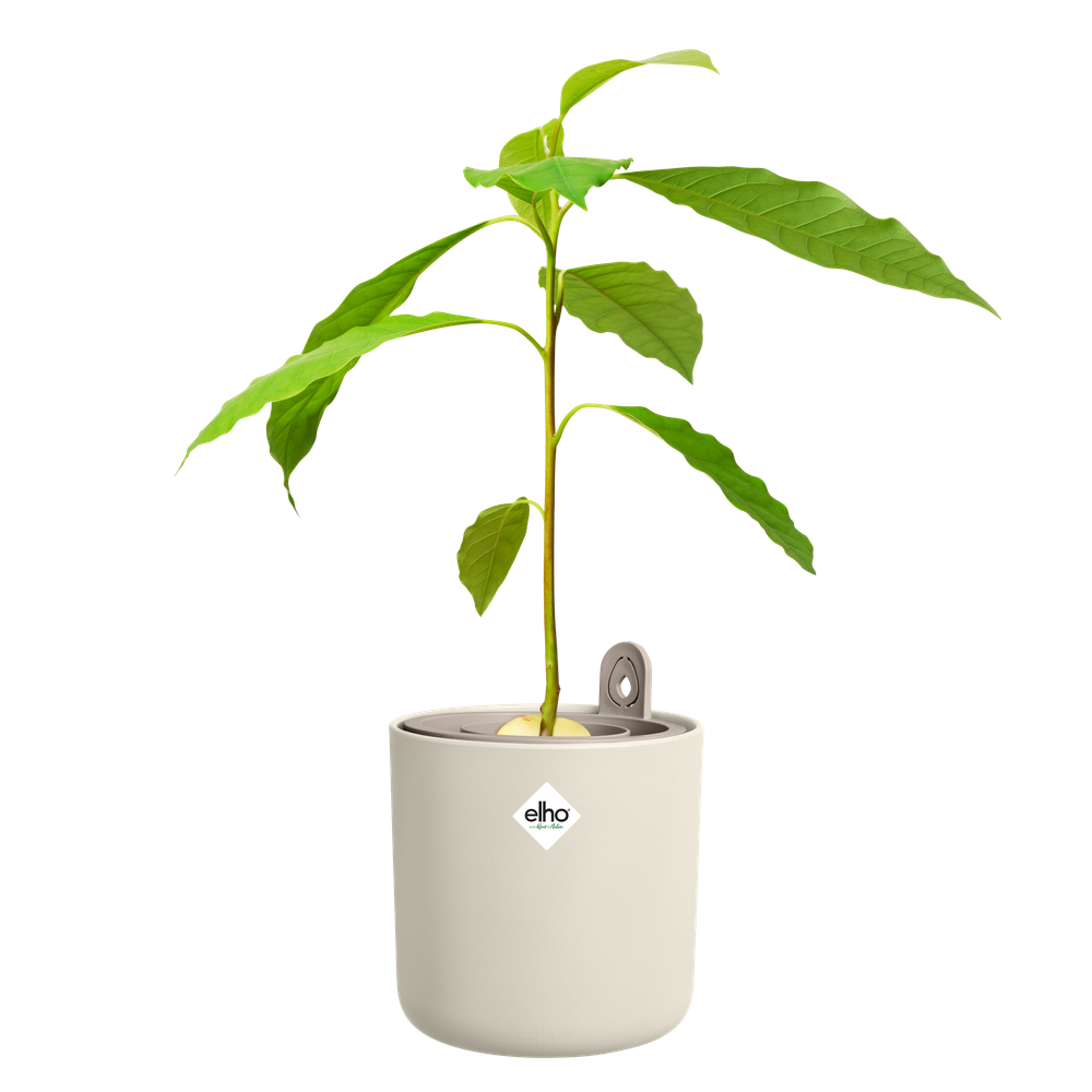 Amazing Avocado Pot