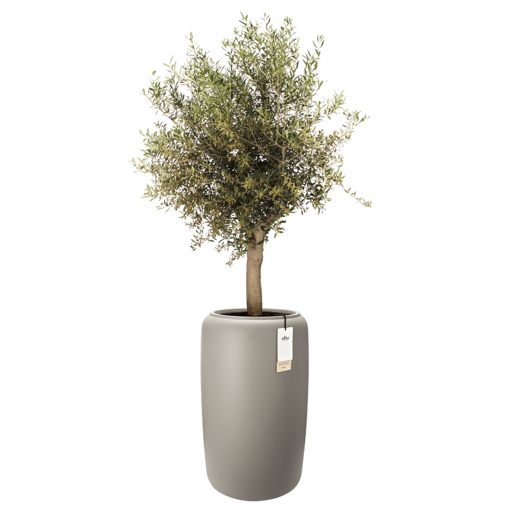 Amber Beads Large 40