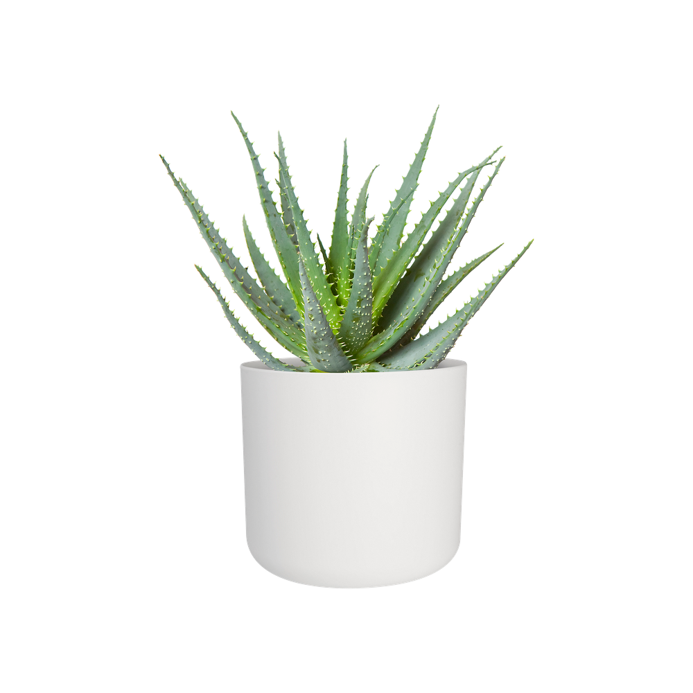 BNDL B.for Soft Rond 18 X3
