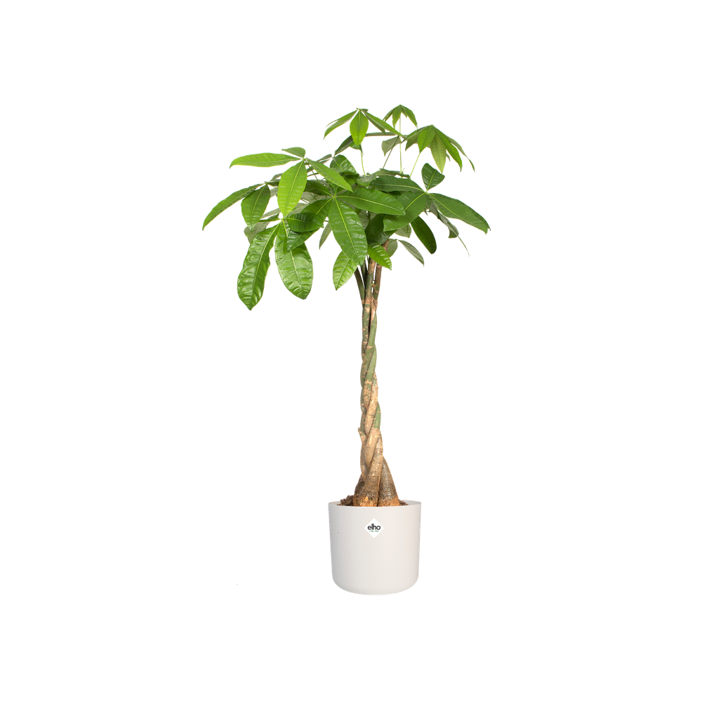 BNDL B.for Soft Rond 18 X3