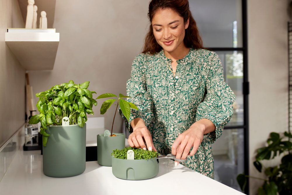 Magic Microgreens