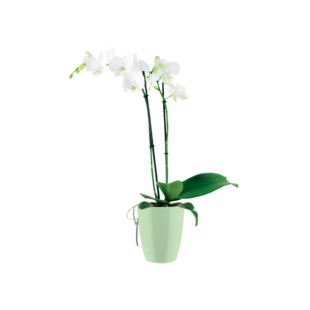 Brussels Diamond Orchidee Hoog 10,5