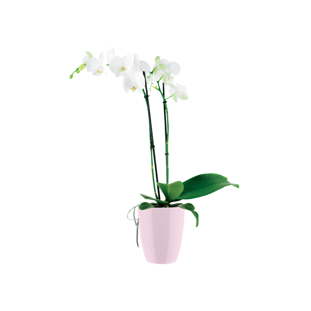 Brussels Diamond Orchidee Hoog 10,5