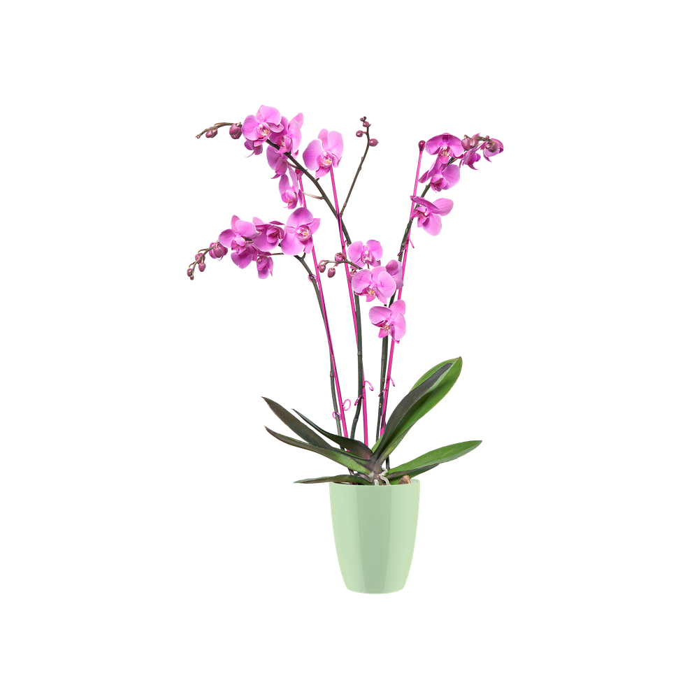 Brussels Diamond Orchidee Hoog 15