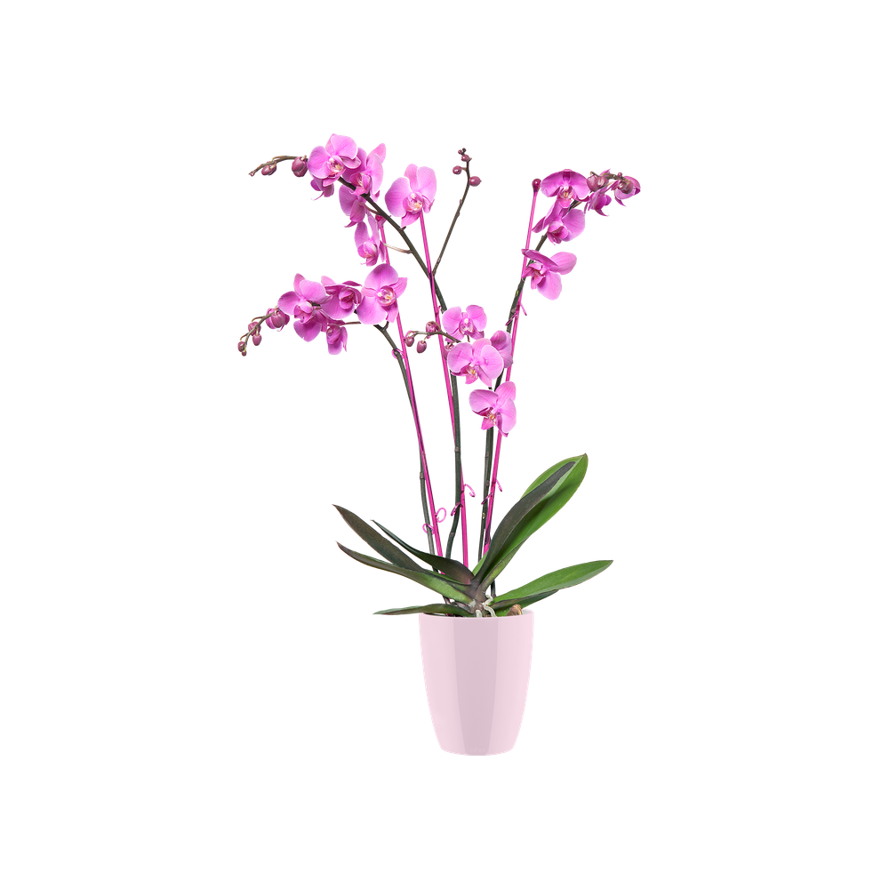 Brussels Diamond Orchidee Hoog 15
