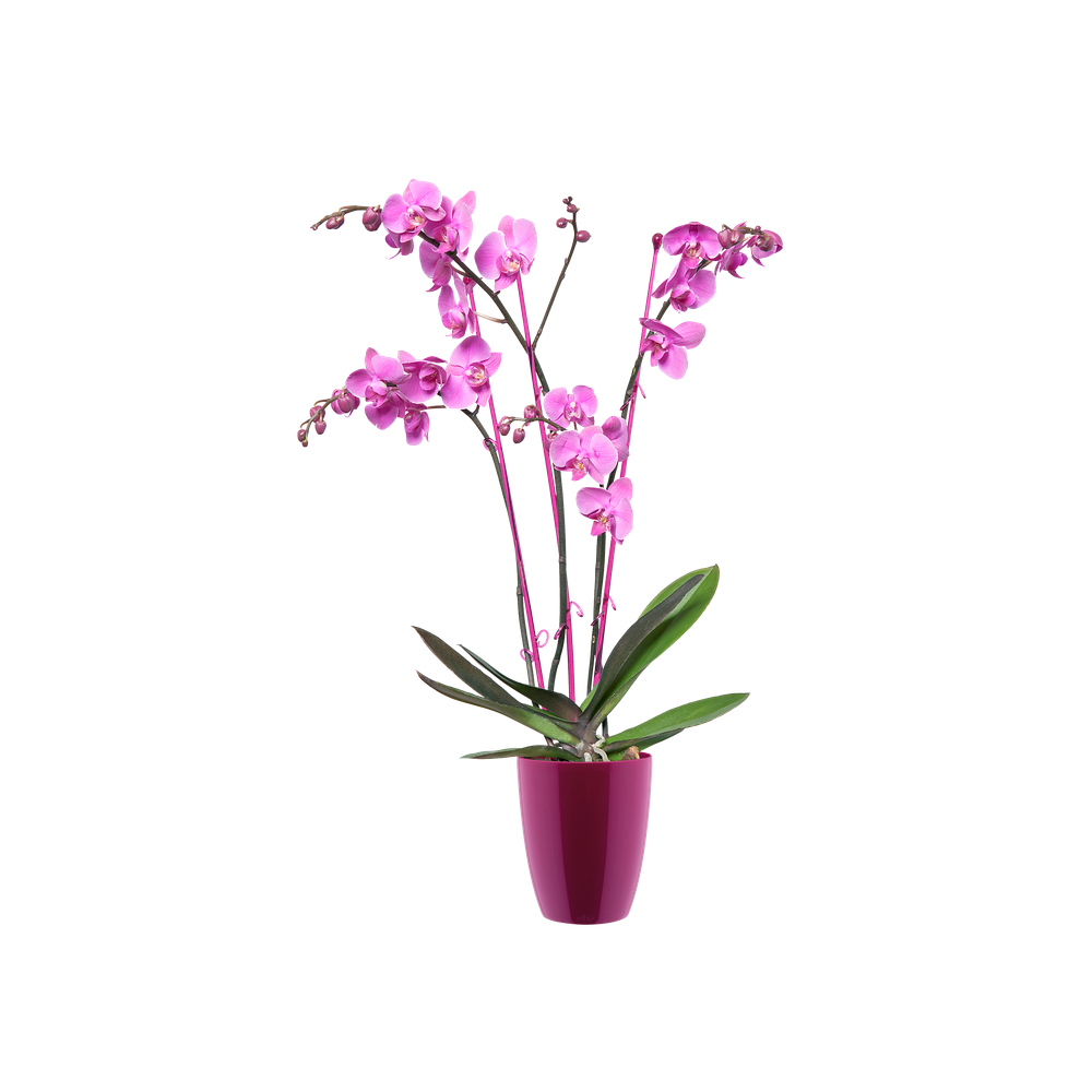 Brussels Diamond Orchidee Hoog 10,5