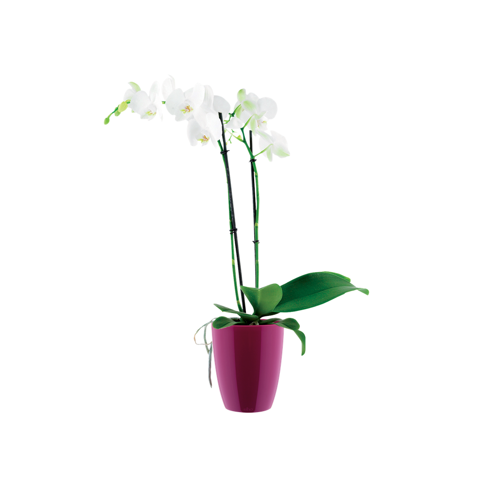 Brussels Diamond Orchidee Hoog 10,5