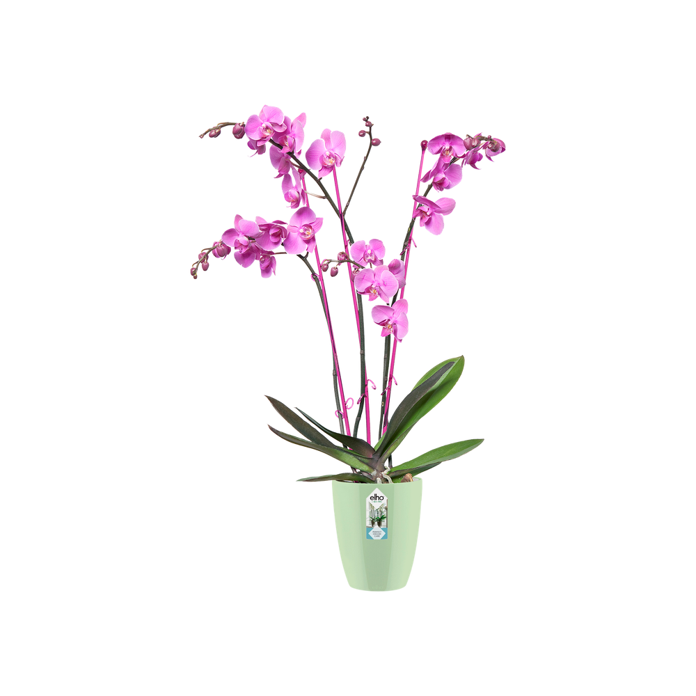 Brussels Diamond Orchidee Hoog 15