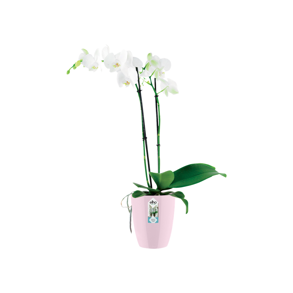 Brussels Diamond Orchidee Hoog 10,5