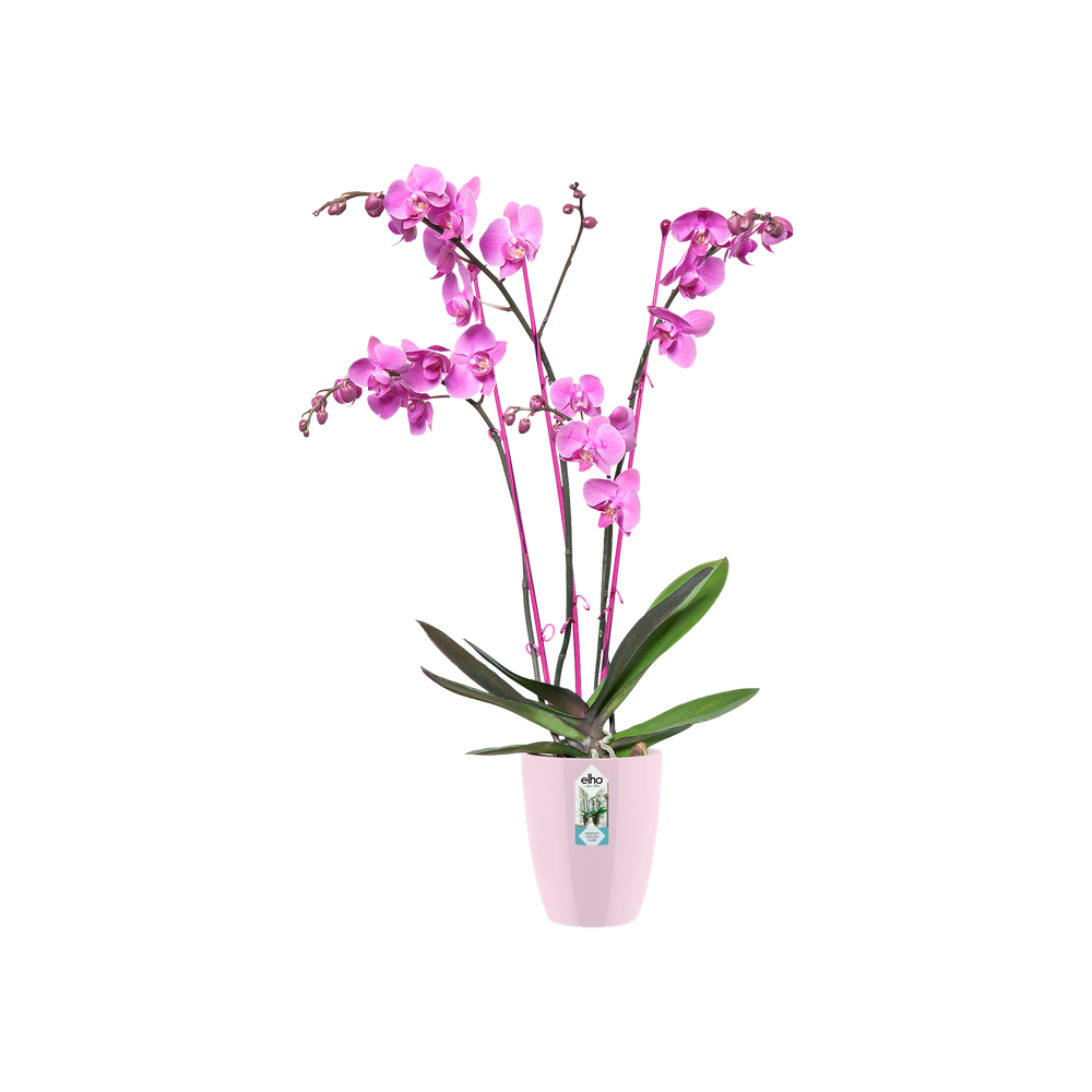 Brussels Diamond Orchidee Hoog 15