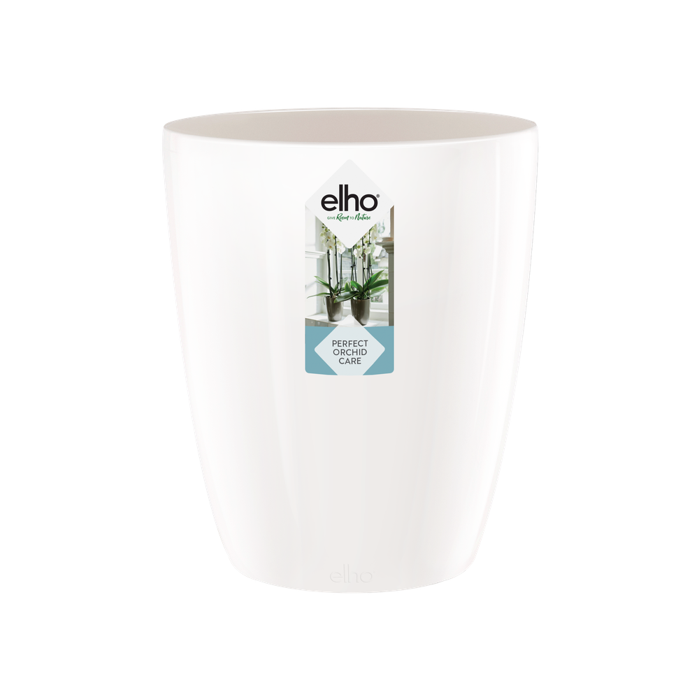 Brussels Diamond Orchidee Hoog 10,5
