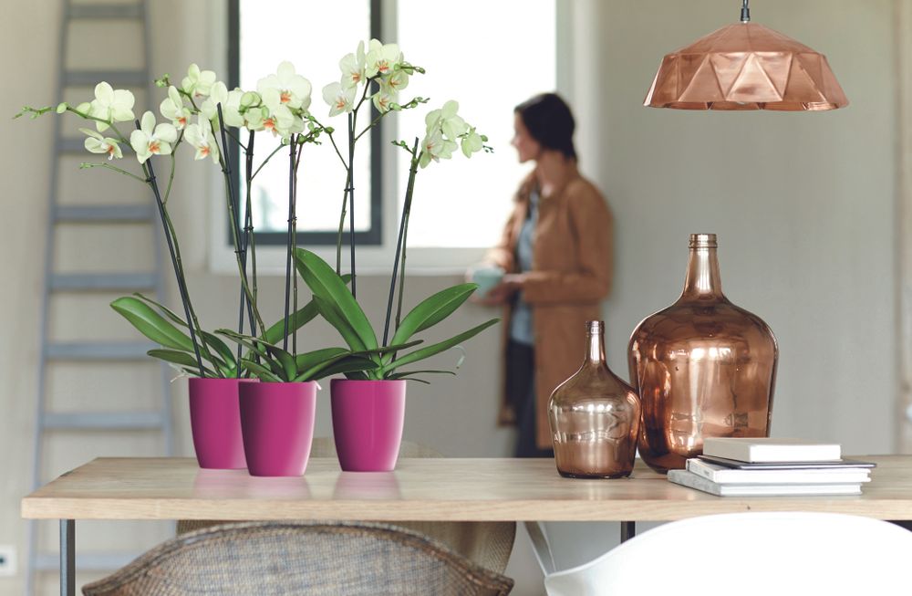 Brussels Diamond Orchidee Hoog 15