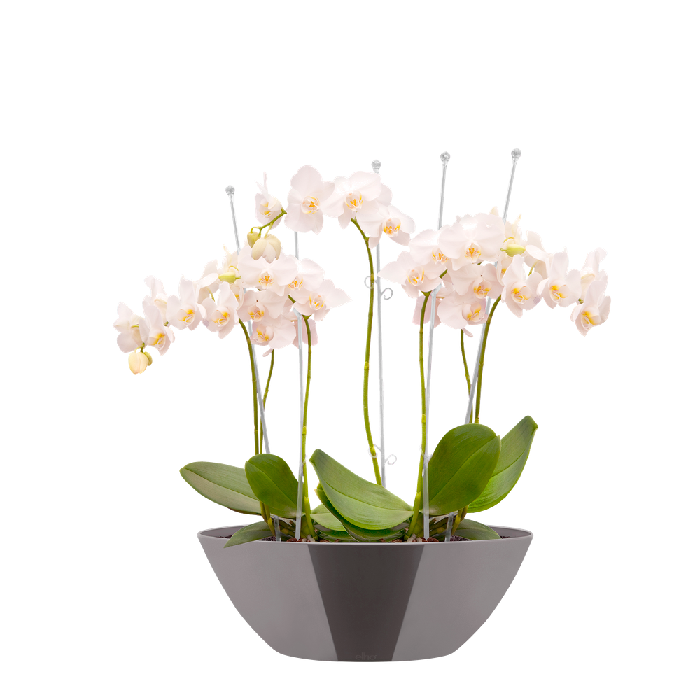 Brussels Diamond Ovaal 20