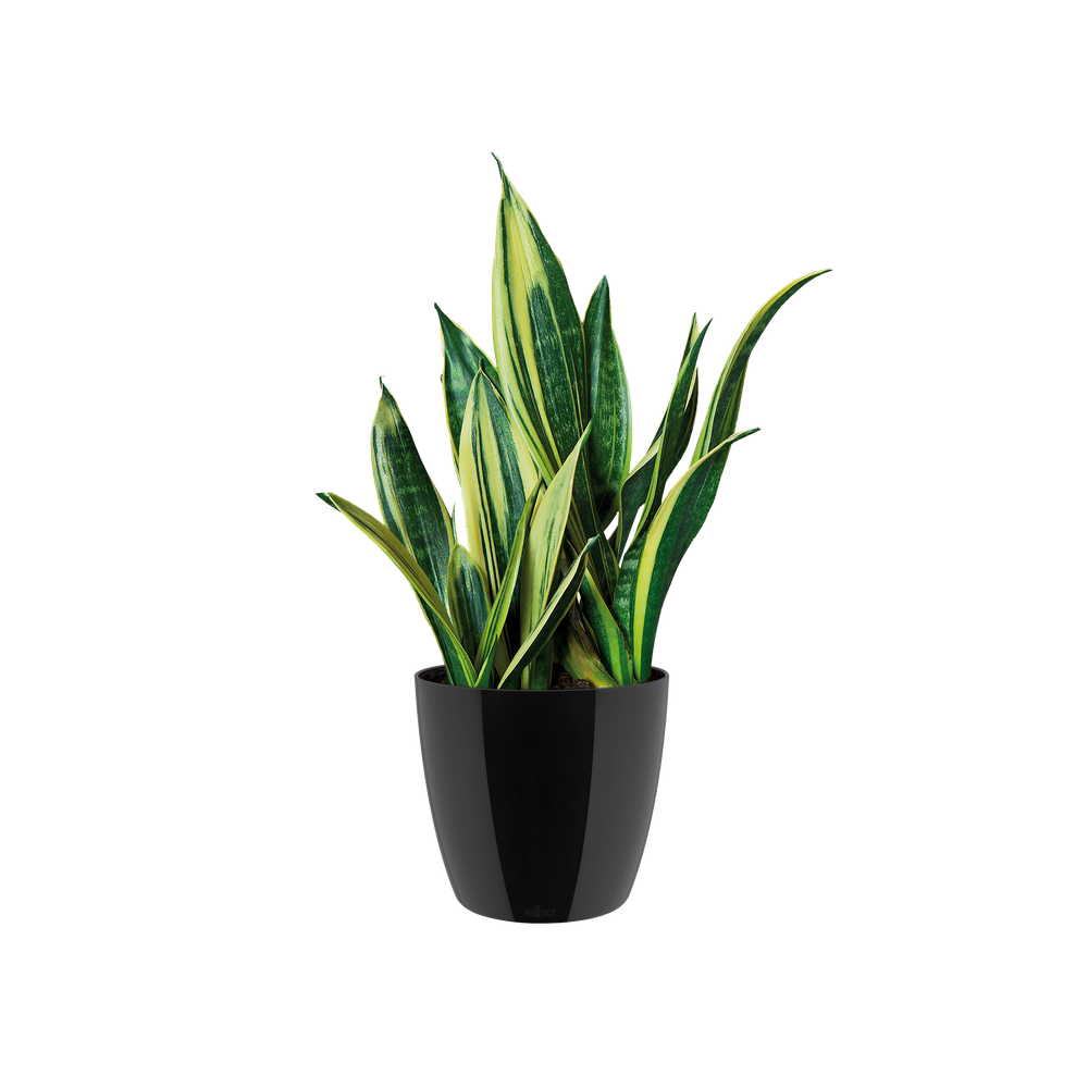 Brussels Diamond Rond 20