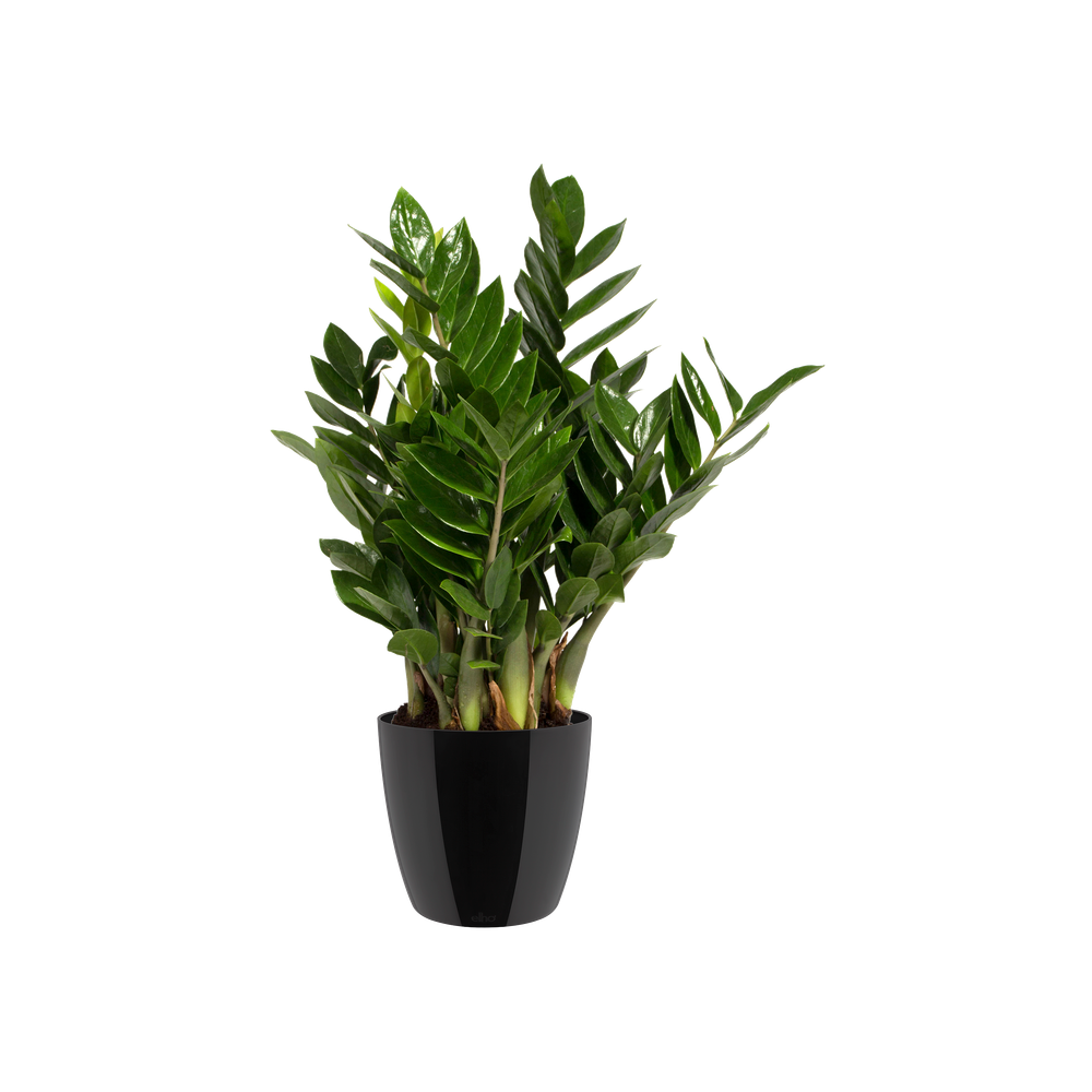 Brussels Diamond Rond 22