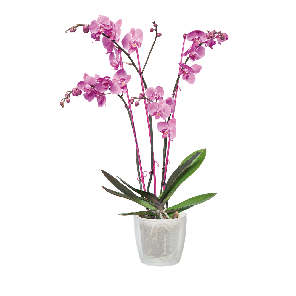 Brussels Orchidee 12,5