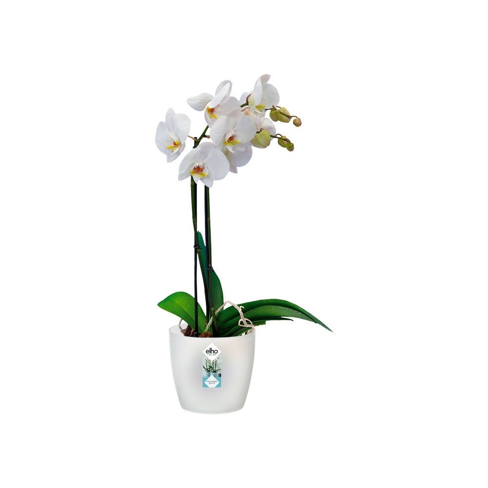 Brussels Orchidee 16
