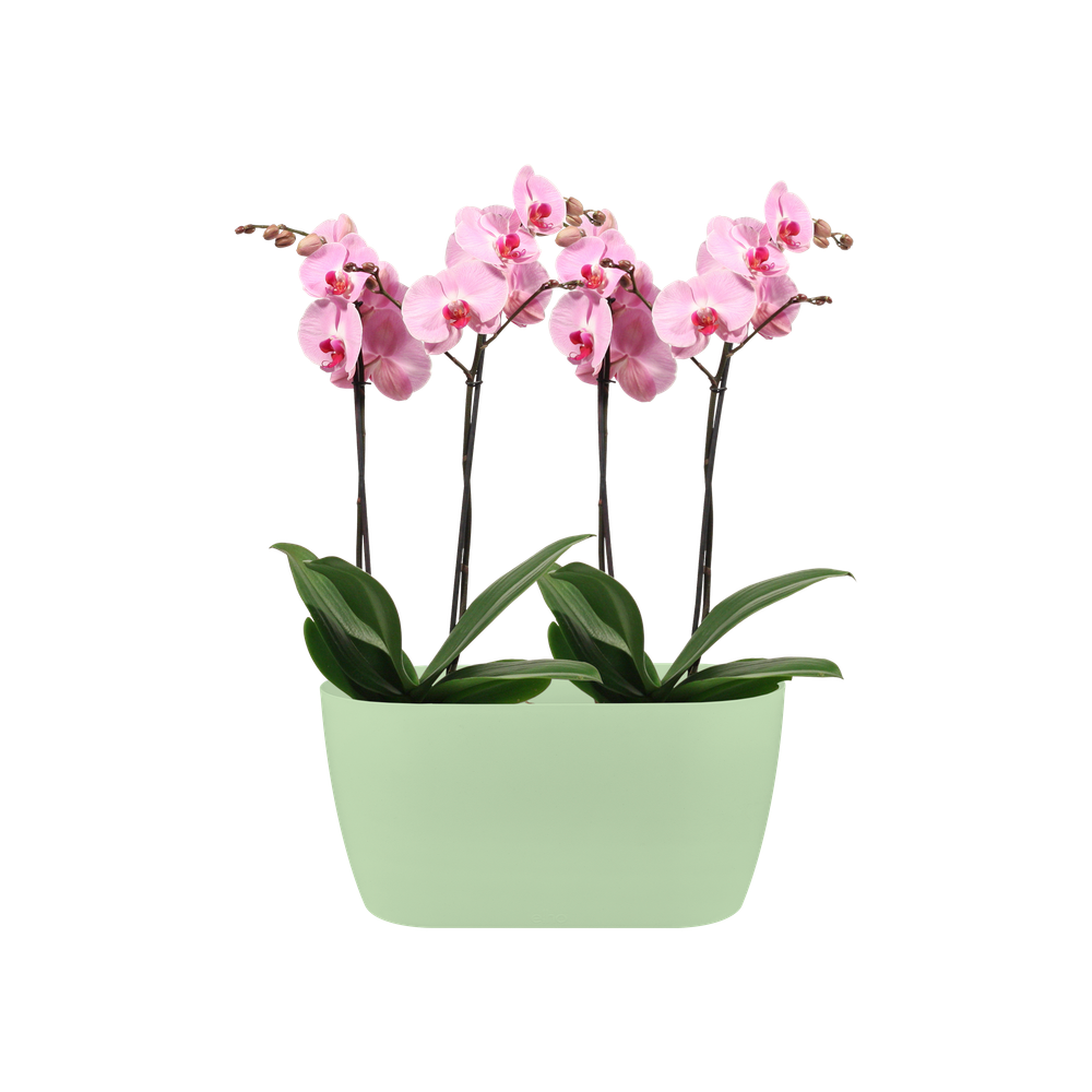 Brussels Orchidee Duo 25