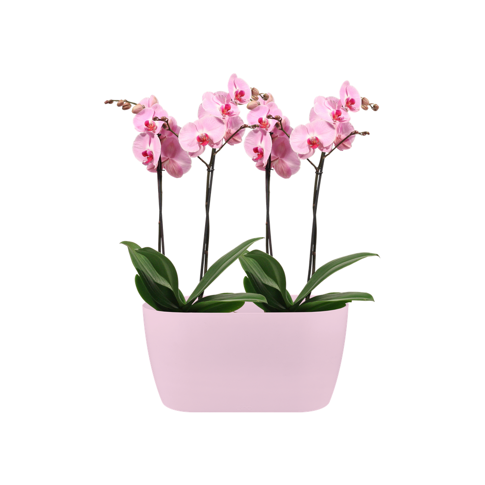 Brussels Orchidee Duo 25