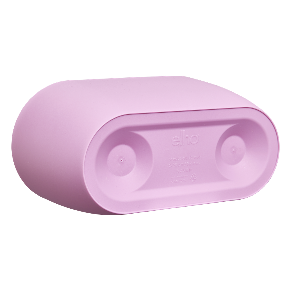 Brussels Orchidee Duo 25