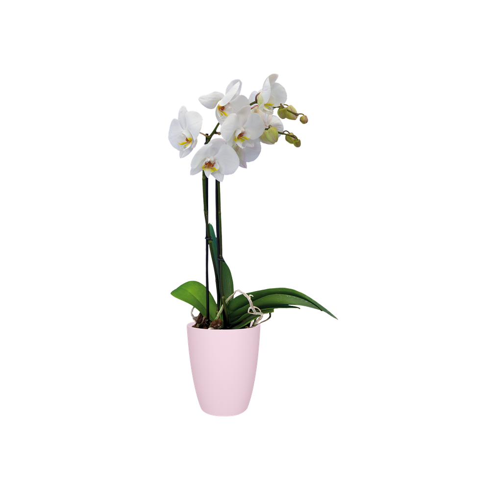 Brussels Orchidee Hoog 12,5