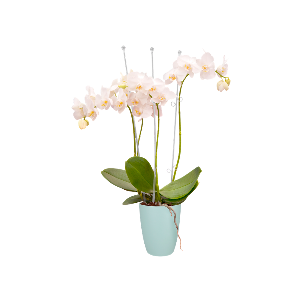 Brussels Orchidee Hoog 12,5