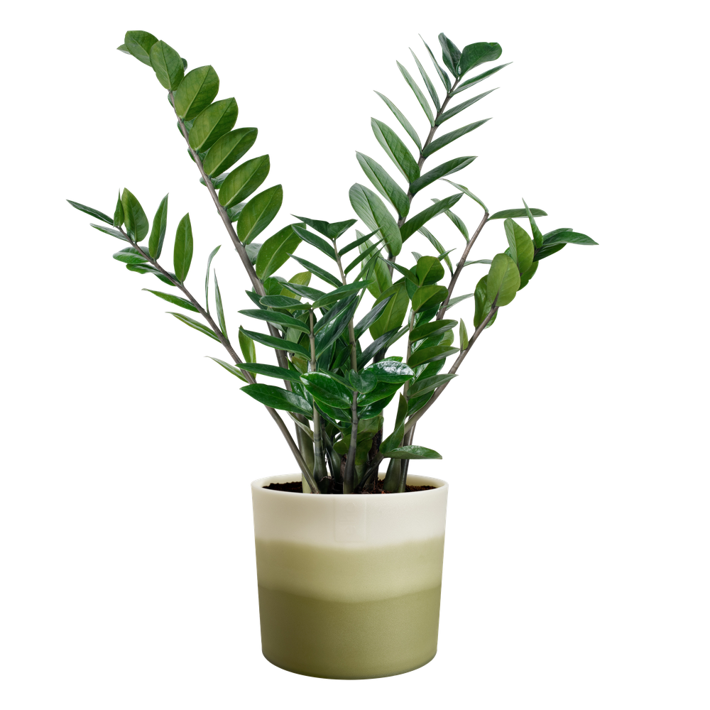 Colour Gradient Rond 14