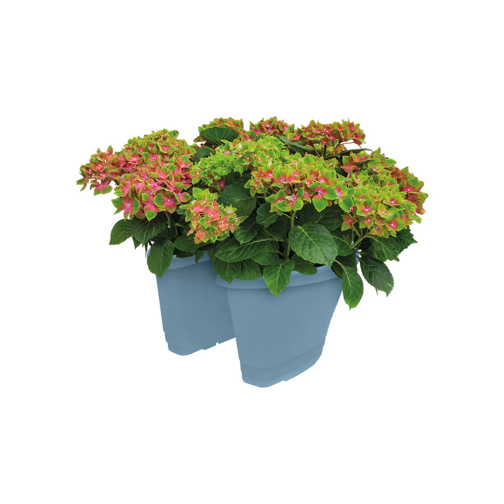 Corsica Deurstopper