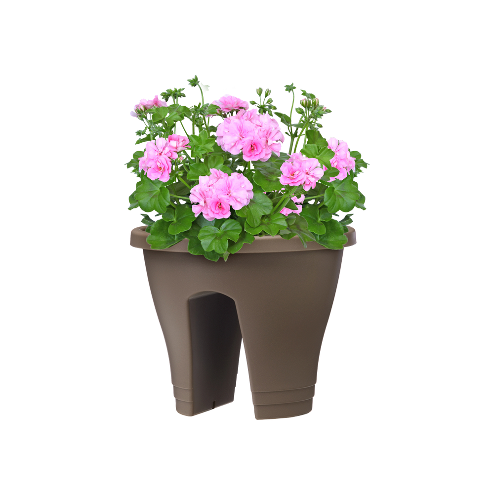 Corsica Flower Bridge 30