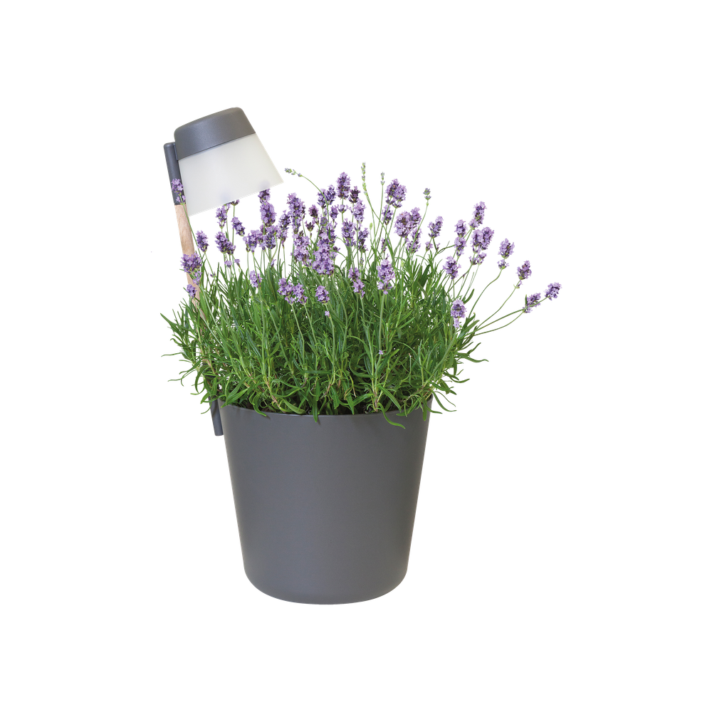 Flower Light 27
