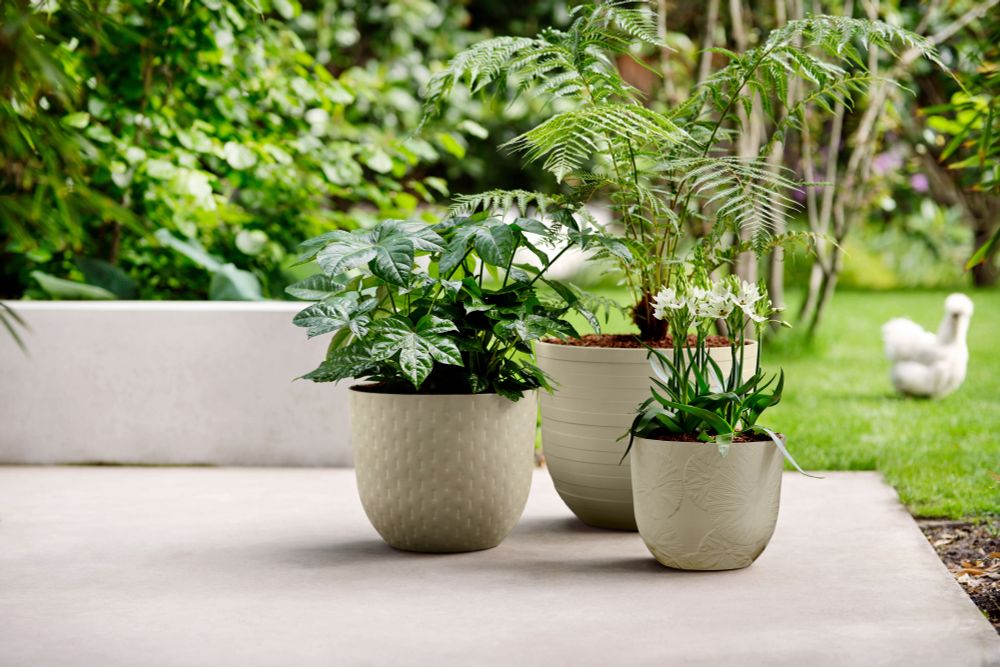Fuente Lily Rond 30