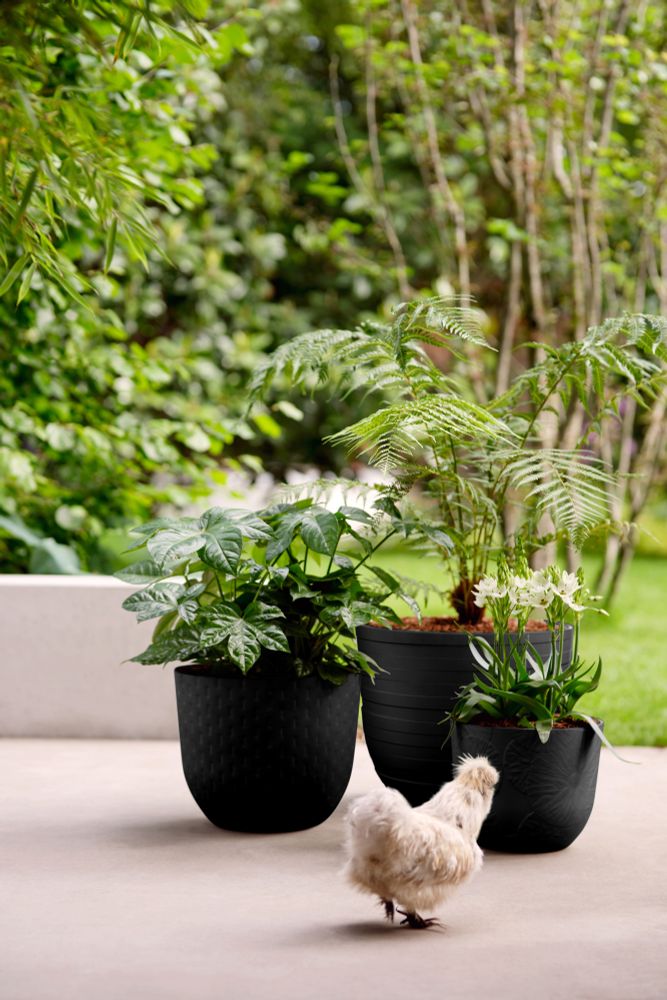 Fuente Lily Rond 30