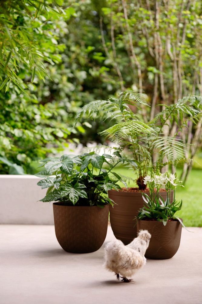 Fuente Lily Rond 30