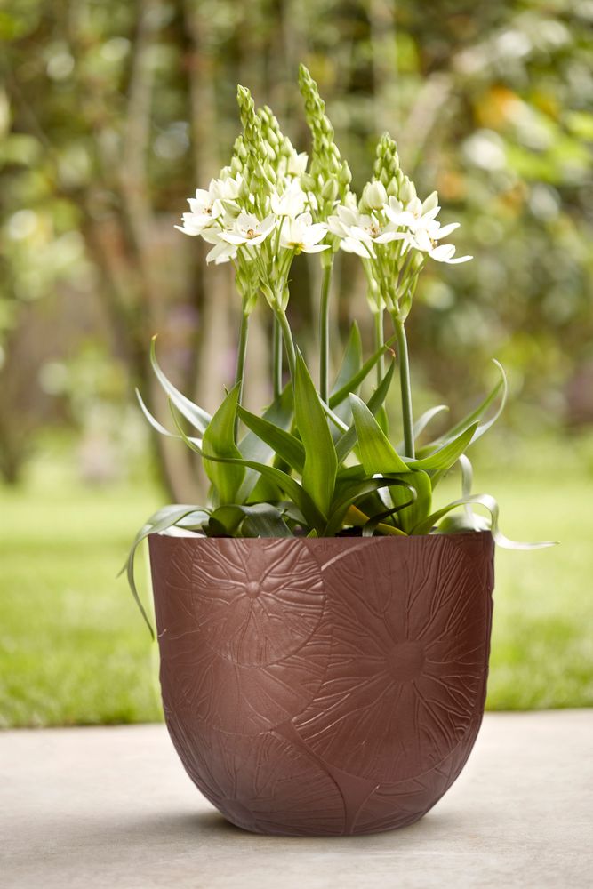Fuente Lily Rond 30