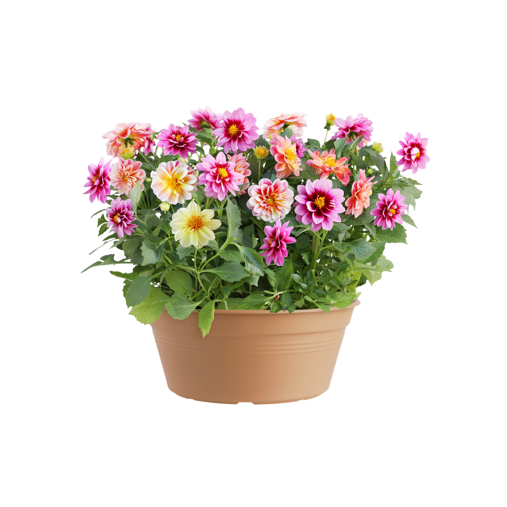 Green Basics Schaal 27