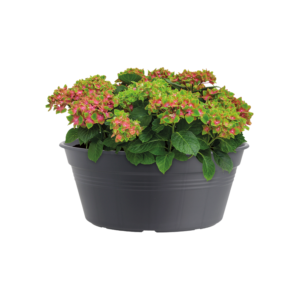 Green Basics Schaal 33