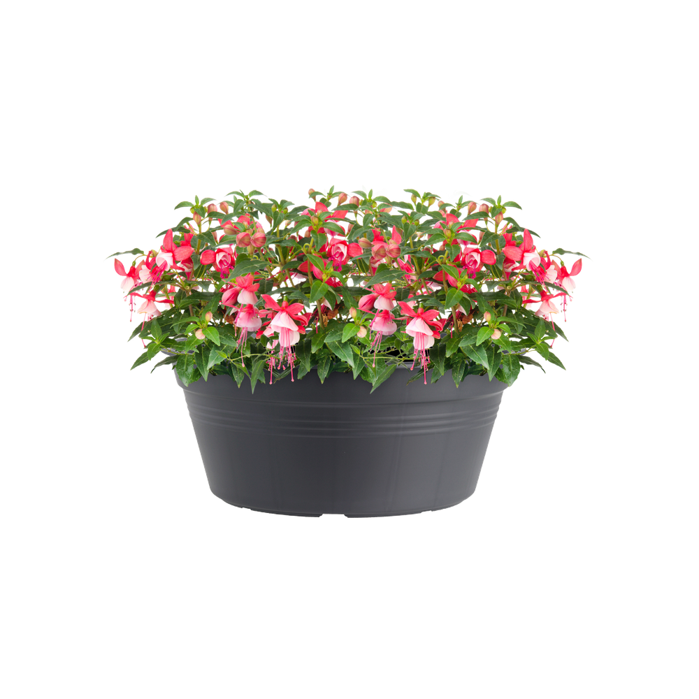 Green Basics Schaal 38