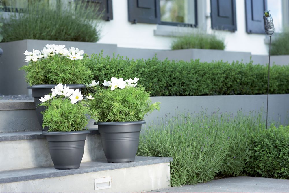 Green Basics Campana 30