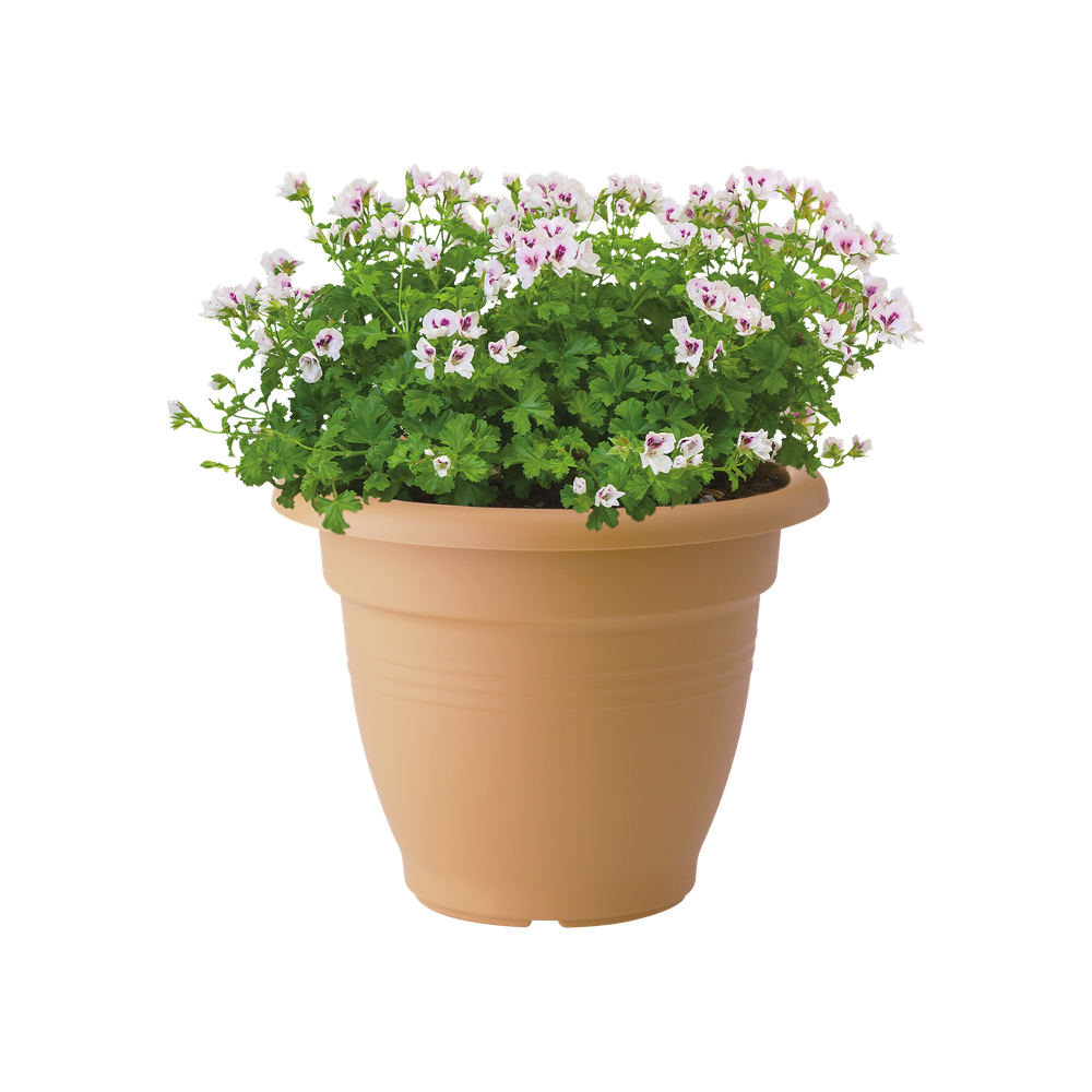 Green Basics Campana 30