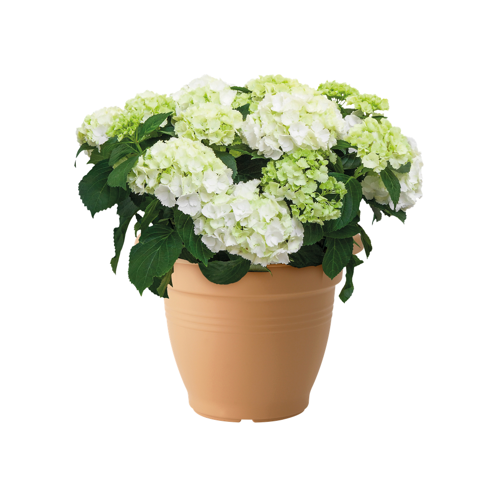 Green Basics Campana 50