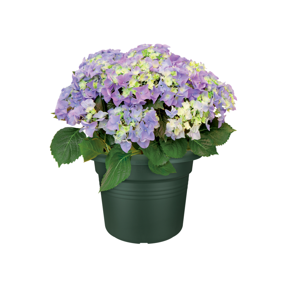 Green Basics Cilinder 25