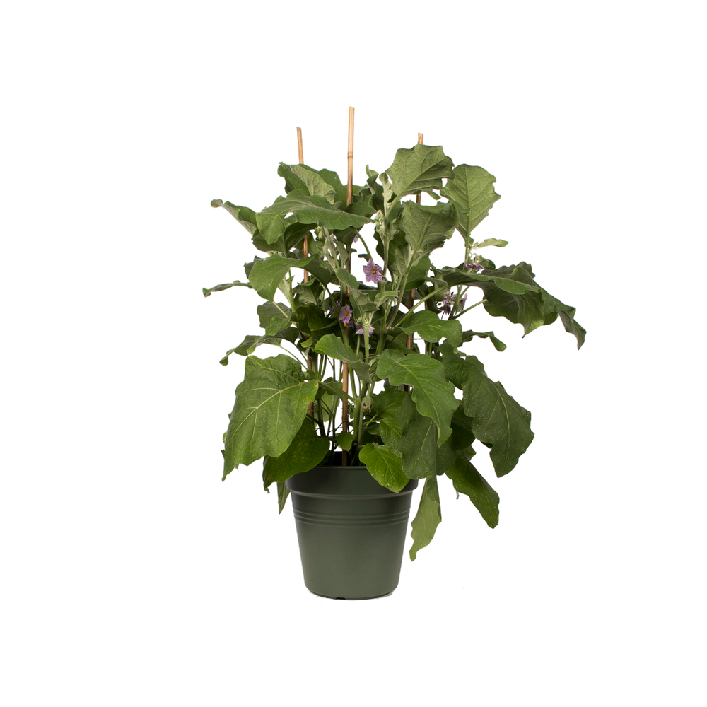 Green Basics Kweekpot 27