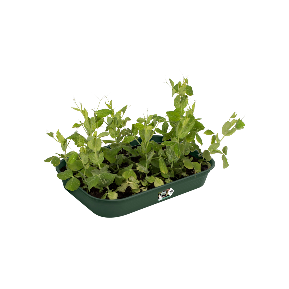 Green Basics Kweektray M