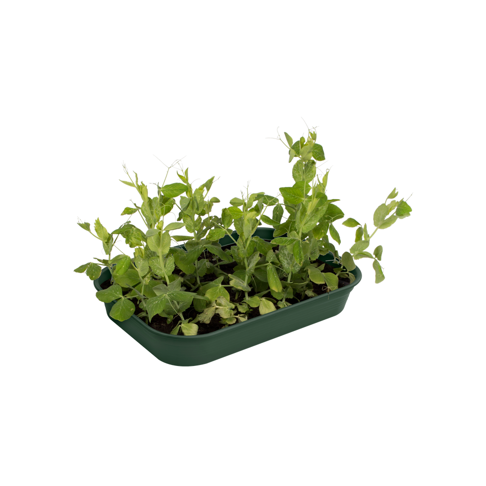 Green Basics Kweektray M