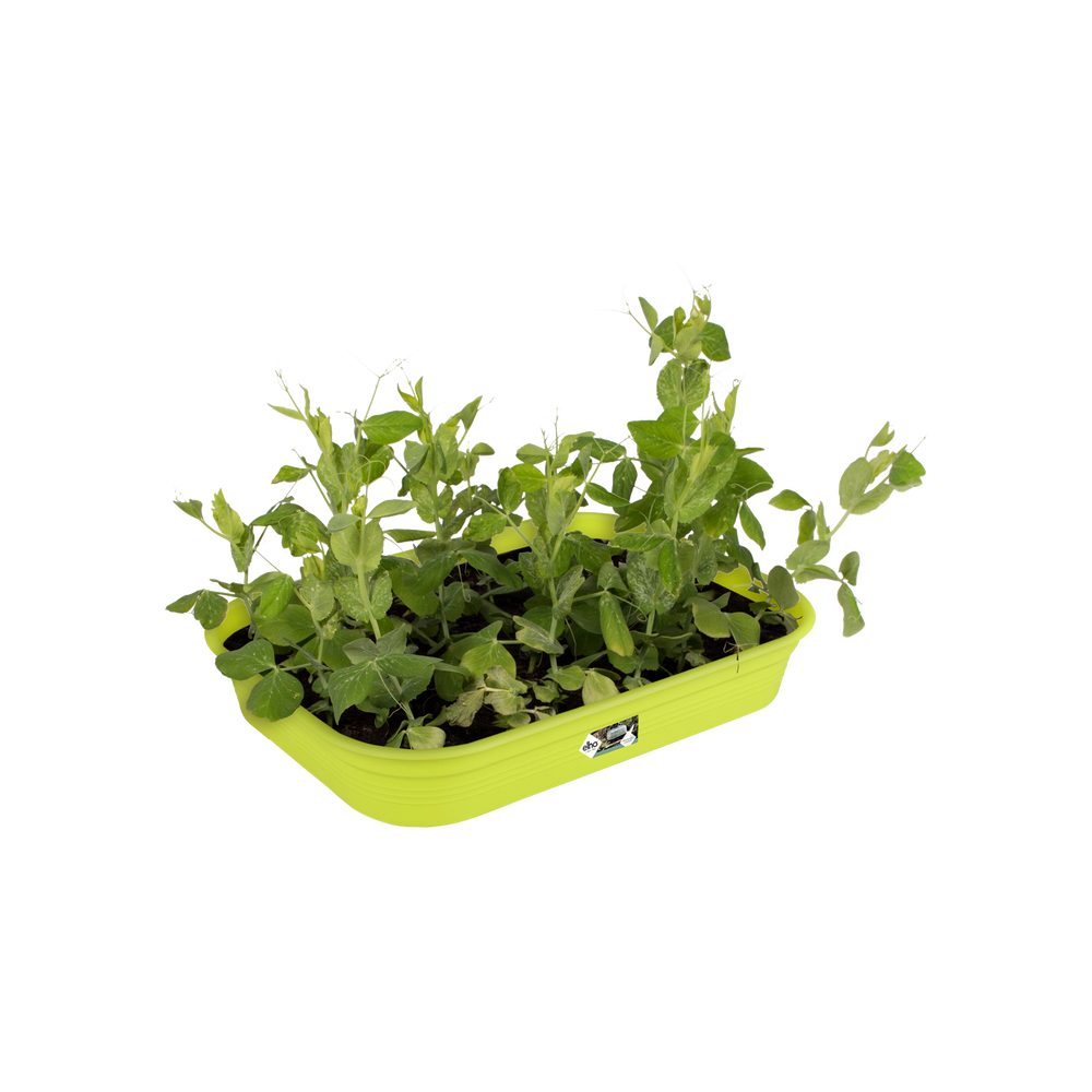Green Basics Kweektray M