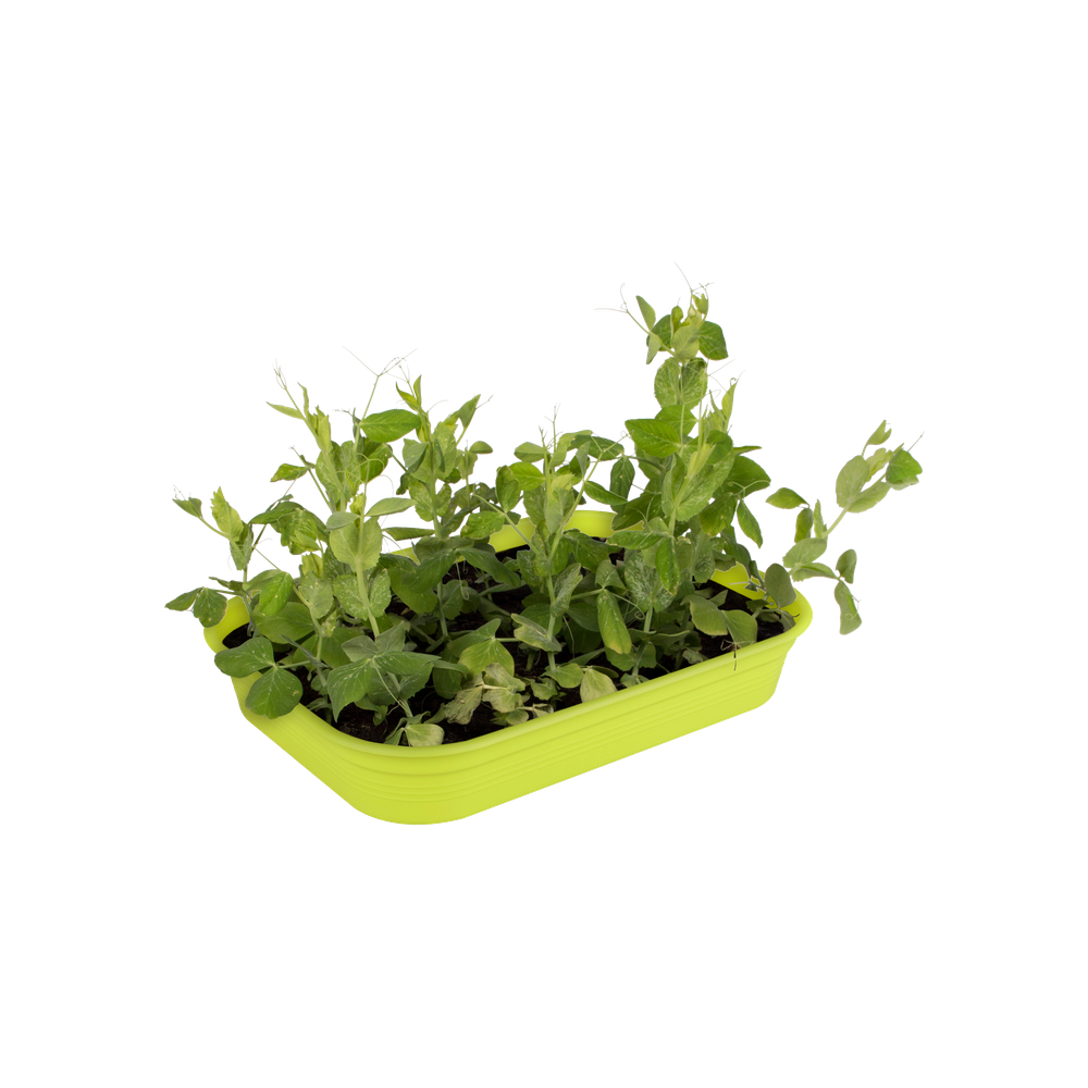 Green Basics Kweektray M