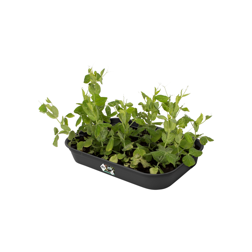 Green Basics Kweektray M